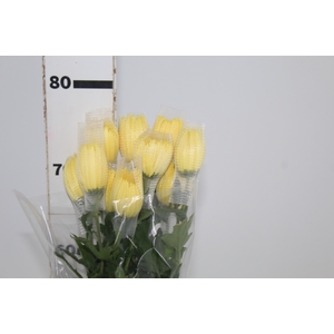 ANASTASIA SUNNY 080 CM AMARELO