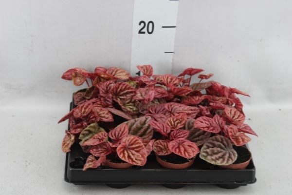 <h4>Peperomia</h4>