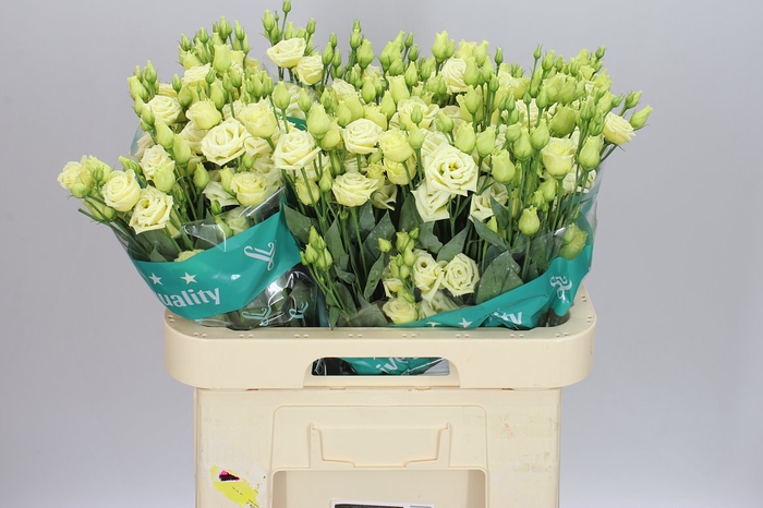 <h4>Eust Du Rosita Yellow</h4>