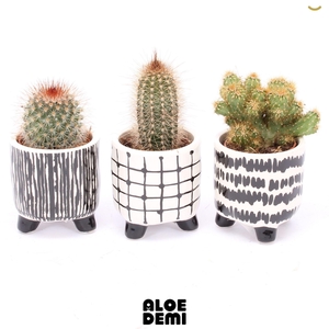CACTUS GEM