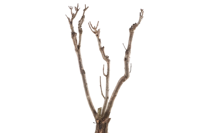 <h4>Syringa Branch Super Joseph</h4>