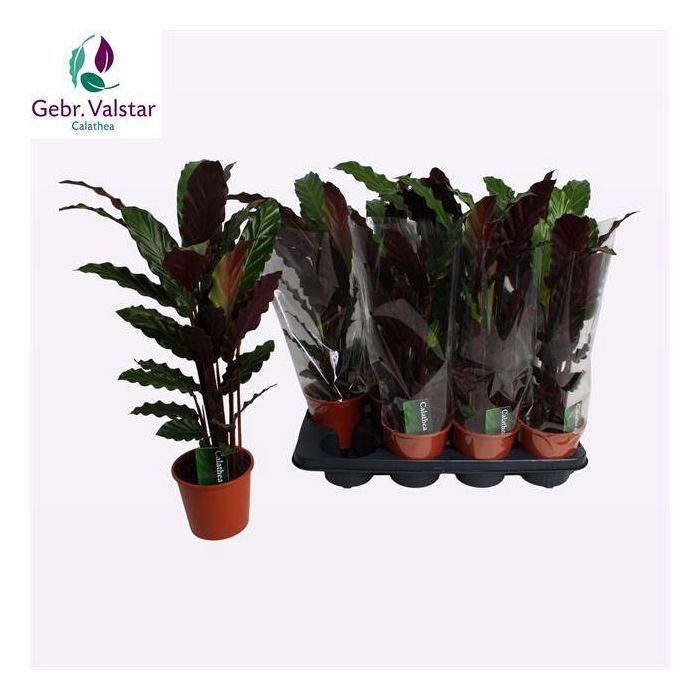 <h4>Calathea Rufibarba Wavestar 14Ø 55cm</h4>