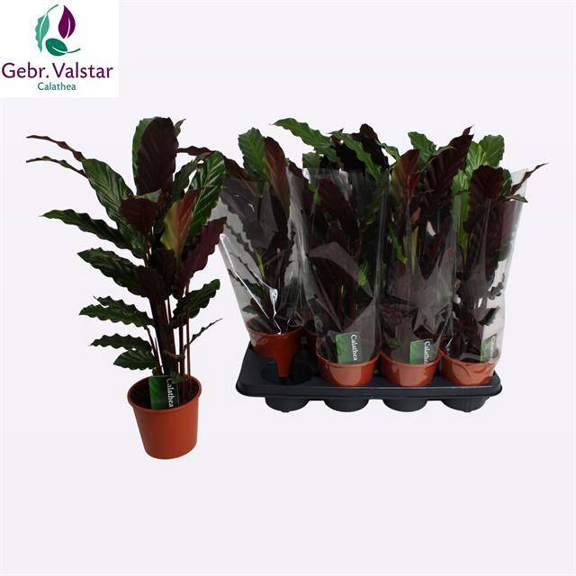 Calathea Rufibarba Wavestar 14Ø 55cm