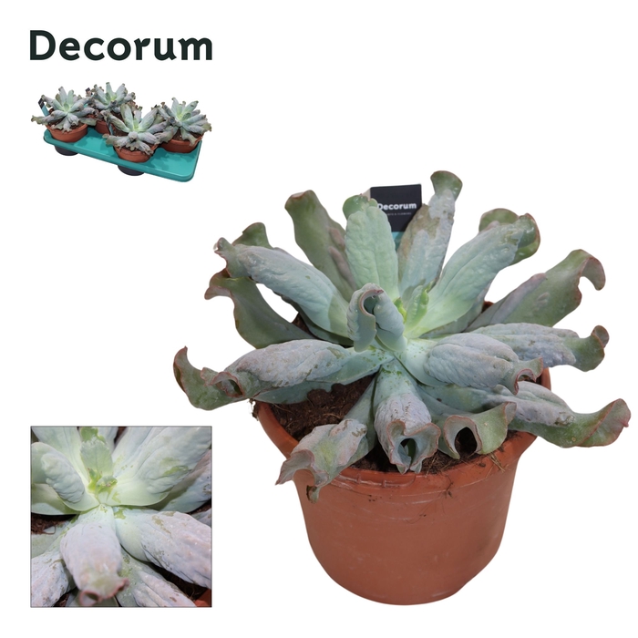 <h4>Echeveria Culebra Decorum+Steker</h4>