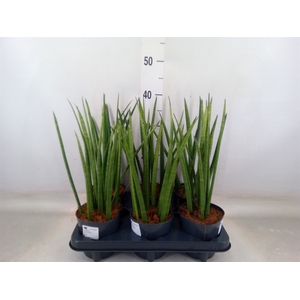 Sansevieria cyl.  ...