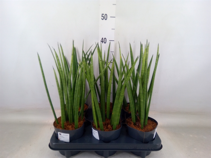 <h4>Sansevieria cyl.  ...</h4>