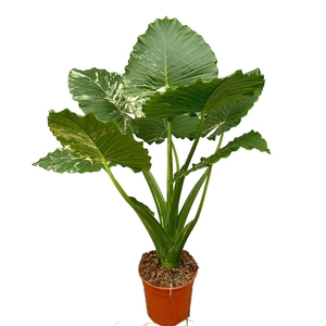 Alocasia Gageana Variegata