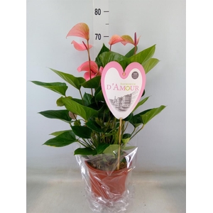 Anthurium  'Summer Love Imp'