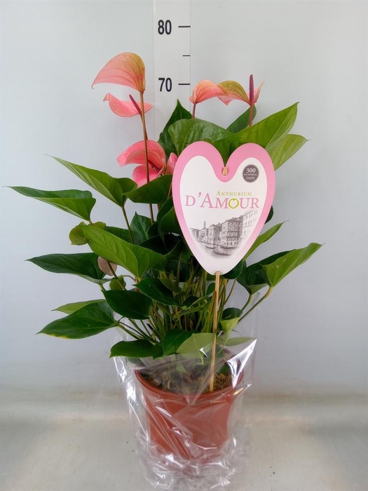 <h4>Anthurium  'Summer Love Imp'</h4>