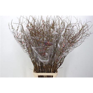 Chaenomeles X Superba