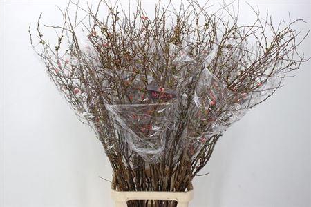 <h4>Chaenomeles X Superba</h4>