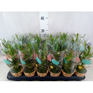 Codiaeum var. KL 'Pictum'