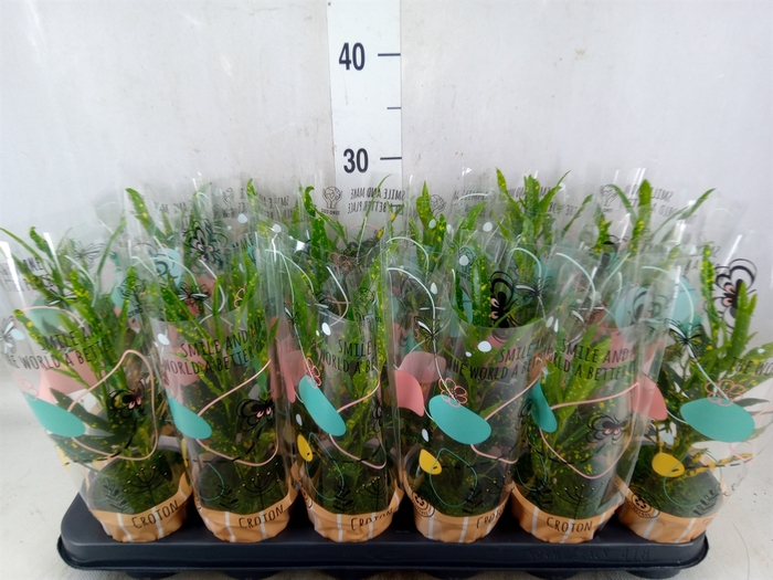 <h4>Codiaeum var. KL 'Pictum'</h4>