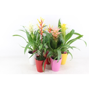arr3 ZS - Bromelia streeppot mix