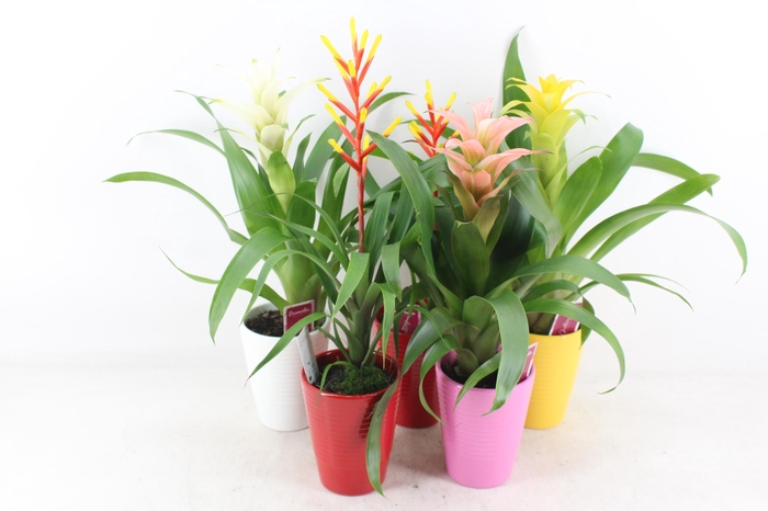 <h4>arr3 ZS - Bromelia streeppot mix</h4>