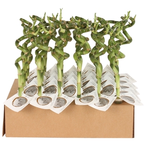 Lucky Bamboo Stem Spiral 30cm in Tube & Karton Tray