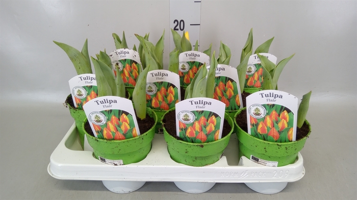 <h4>Tulipa EN 'Flair'</h4>