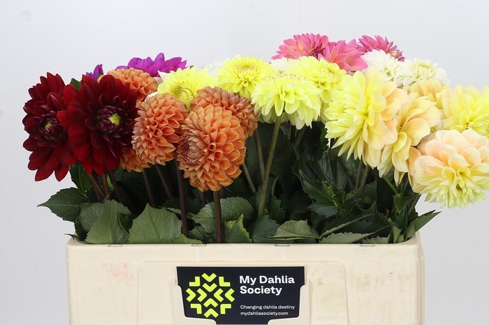 <h4>Dahlia Gemengd in fust</h4>