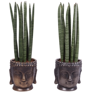 Sansevieria Cylindrica Straight 10 Leaf in Ceramic Buddha Ø15cm