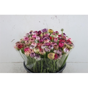 Ran Elegance Cappuccino