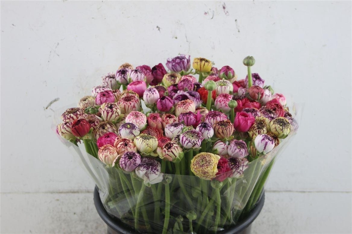 <h4>Ran Elegance Cappuccino</h4>