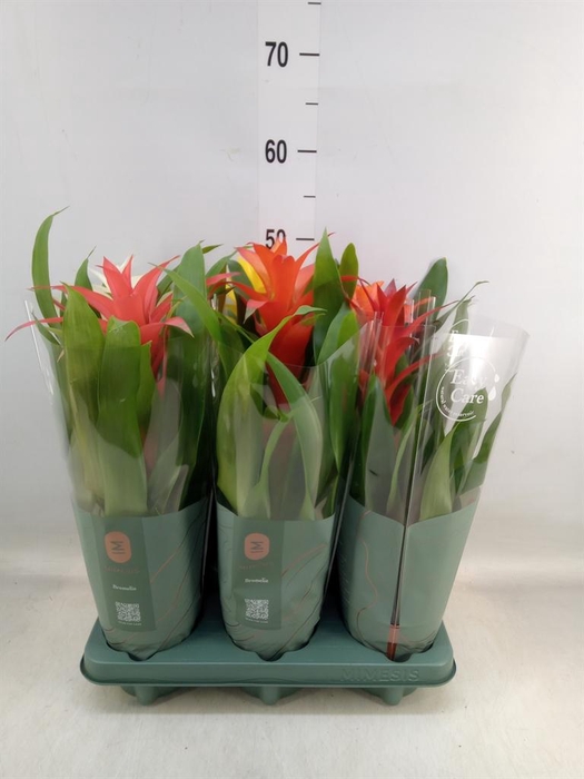<h4>Guzmania   ...mix</h4>