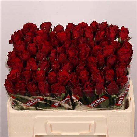 <h4>R Gr Upper Class</h4>