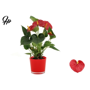 Anthurium 9 cm Success Red in Joy glass