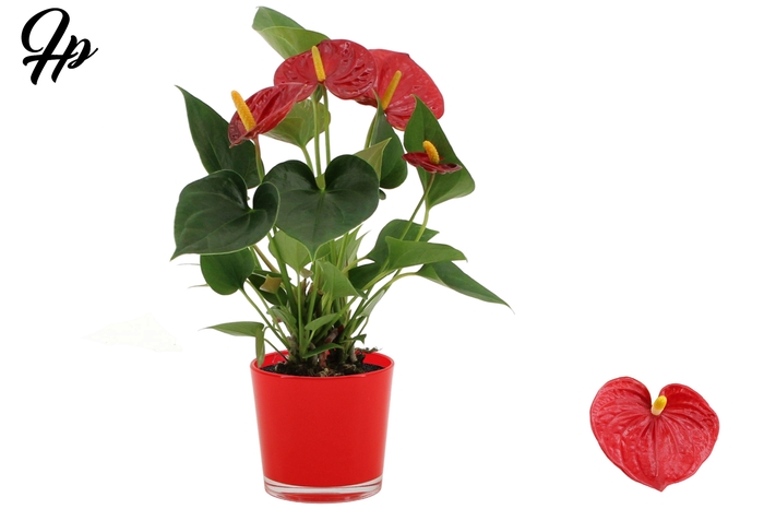 <h4>Anthurium 9 cm Success Red in Joy glass</h4>