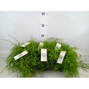 Rhipsalis baccifera 'Oasis'