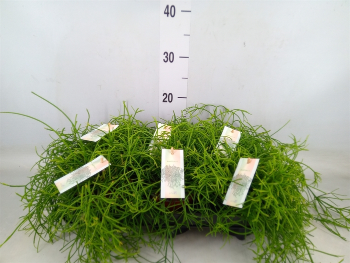 <h4>Rhipsalis baccifera 'Oasis'</h4>