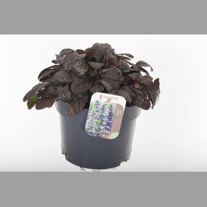 AJUGA REPT