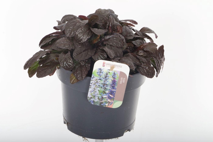 <h4>AJUGA REPT</h4>