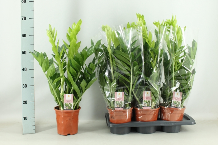 <h4>ZAMIO PIXIE</h4>