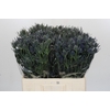 Eryngium Blue Dynamite