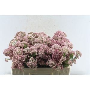 Ozoth Cooks Dark Pink