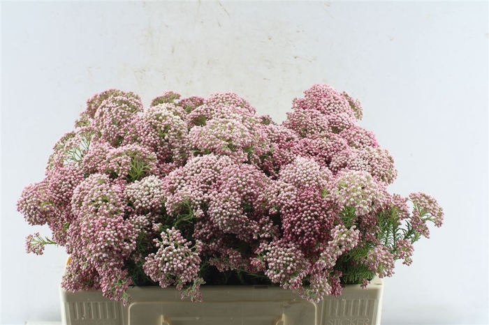 <h4>Ozoth Cooks Dark Pink</h4>