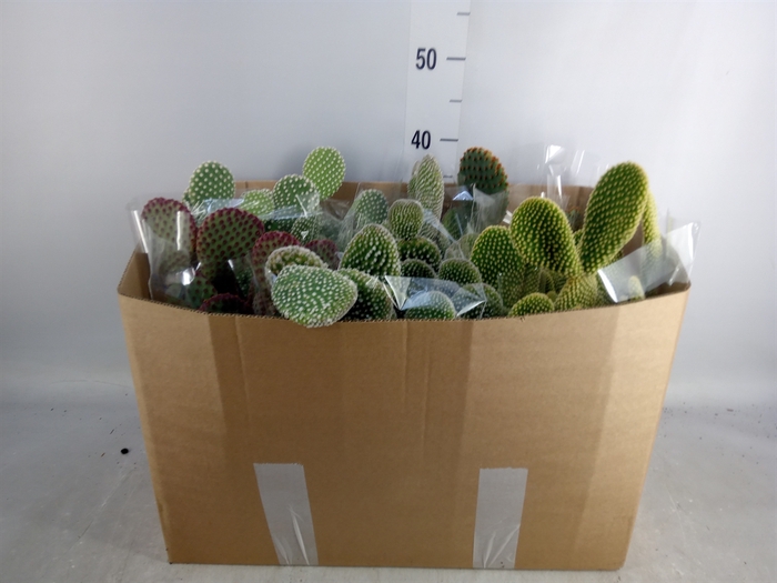 <h4>Opuntia microdasys</h4>