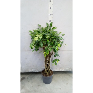 Ficus benja.   ...special shapes