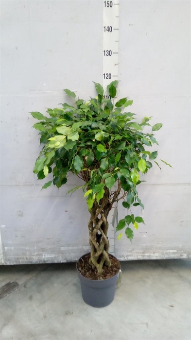 <h4>Ficus benja. ...special shapes</h4>