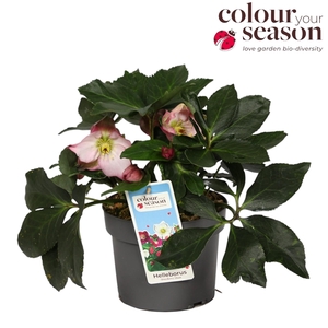 Helleborus Strawberry Moon P19