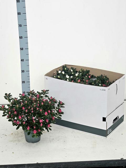 <h4>RHODO SI VOGEL GEM</h4>