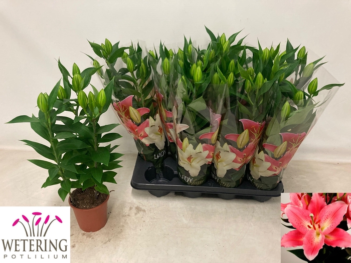 <h4>LIL OR SUNNY CAMINO</h4>