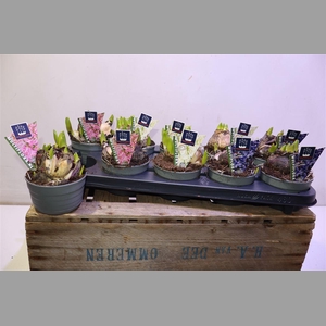 Hyacin Mult Gem 3 Kl