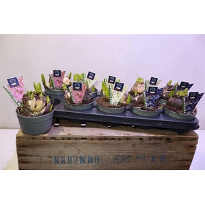 Hyacin Mult Gem 3 Kl