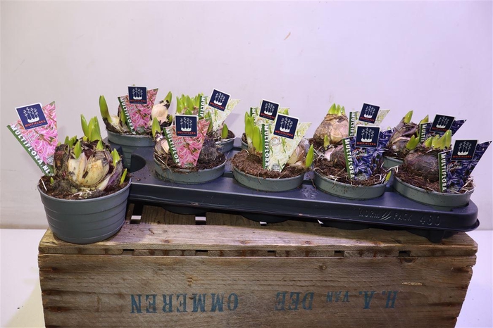 <h4>Hyacin Mult Gem 3 Kl</h4>