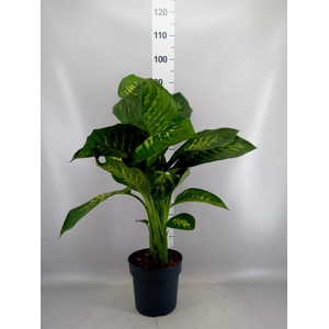 Dieffenbachia seg. 'Tropic Snow'