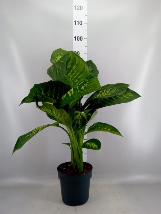 <h4>Dieffenbachia seg. 'Tropic Snow'</h4>