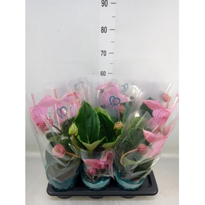 Medinilla magn. 'Flamenco'