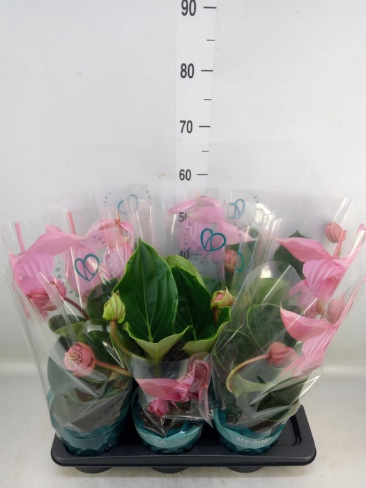 <h4>Medinilla magn. 'Flamenco'</h4>